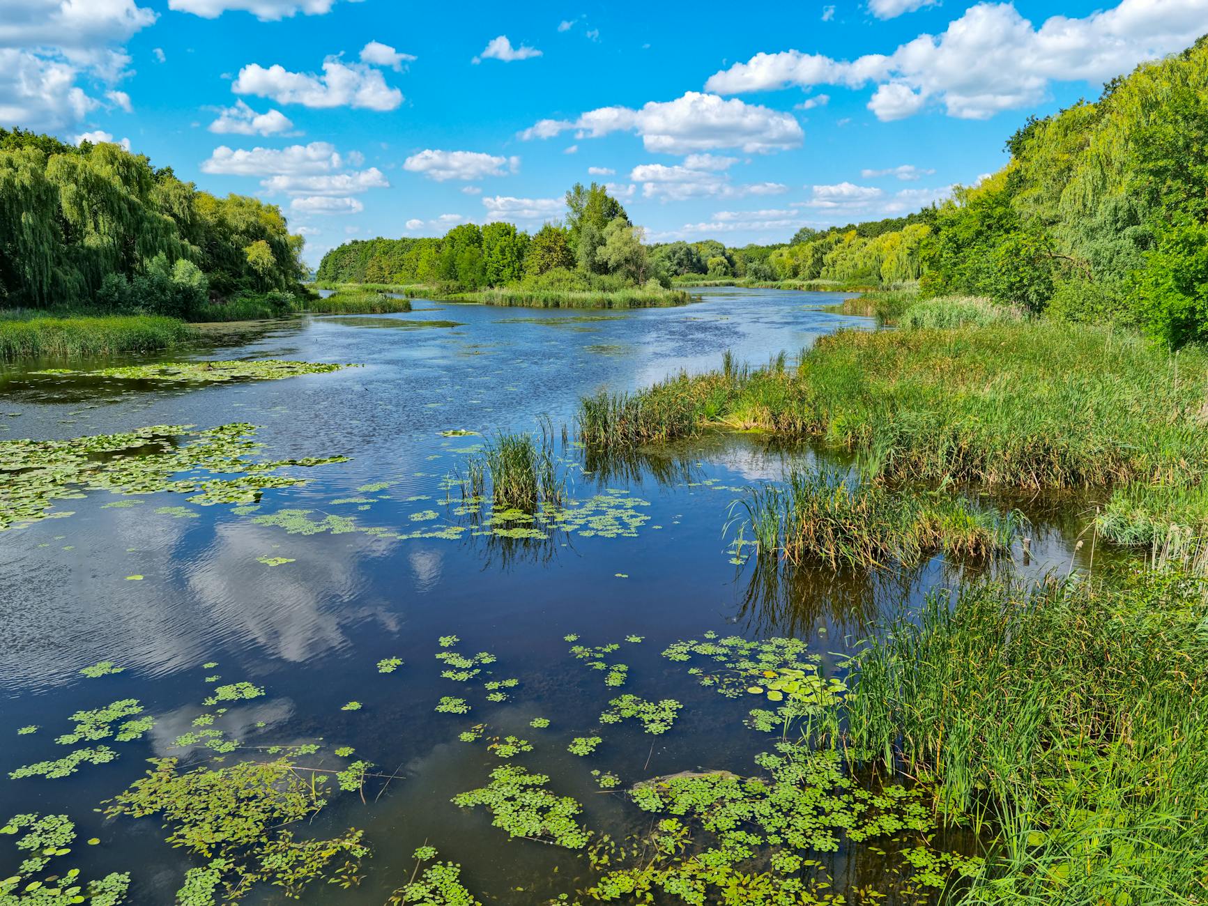 lake in summer nature near green forest