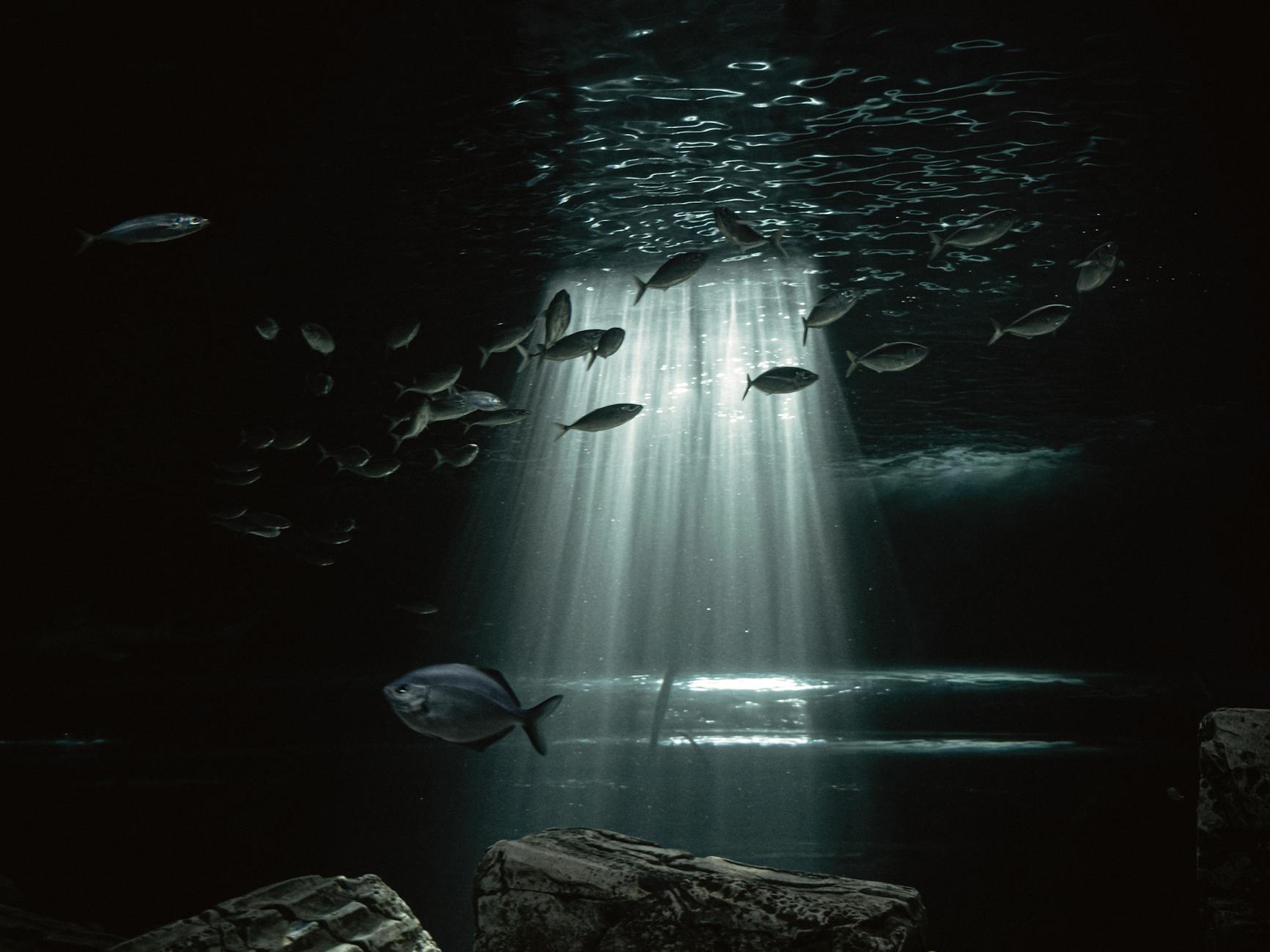 silver fish swimming in the sea