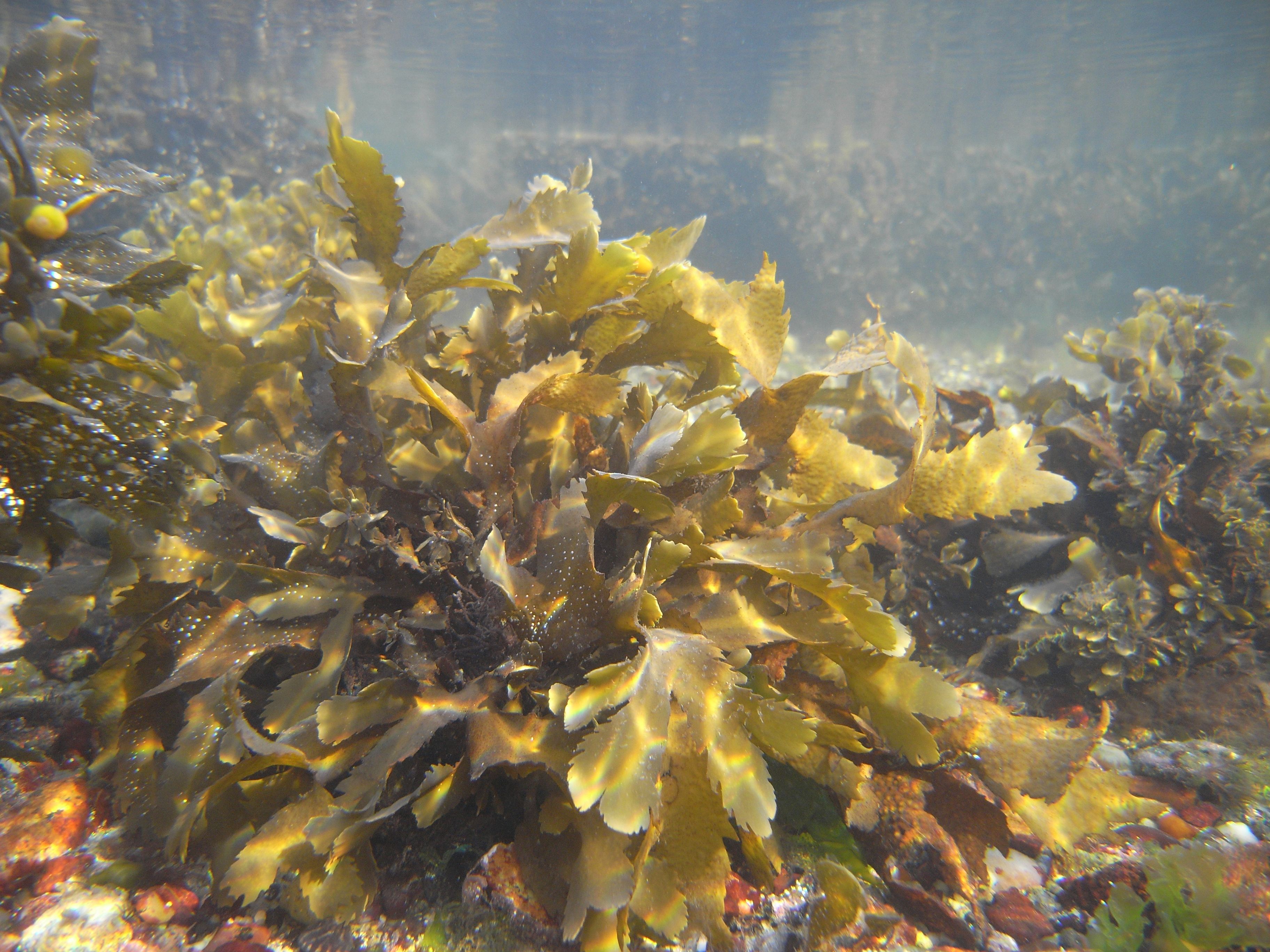The Importance of Seaweeds: Vital Guardians of Our Oceans and the Future of Aqua-Ecology