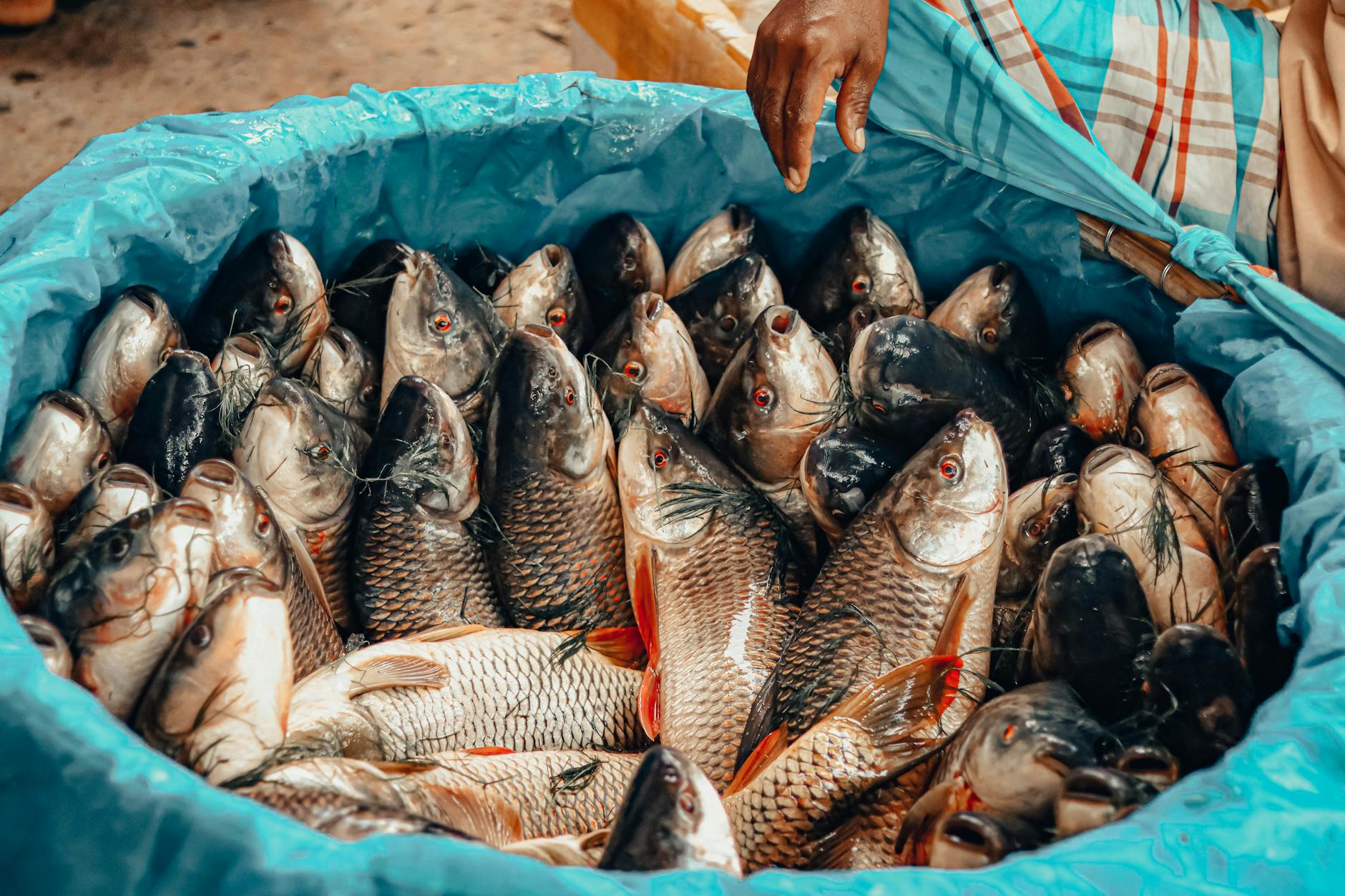 How to achieve a sustainable fish harvest ?