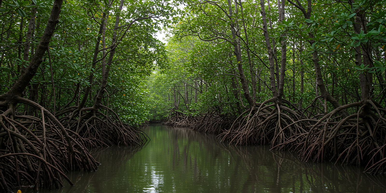Why Mangroves Are the World’s Most Important Plants—and Why We Must Protect Them at All Costs